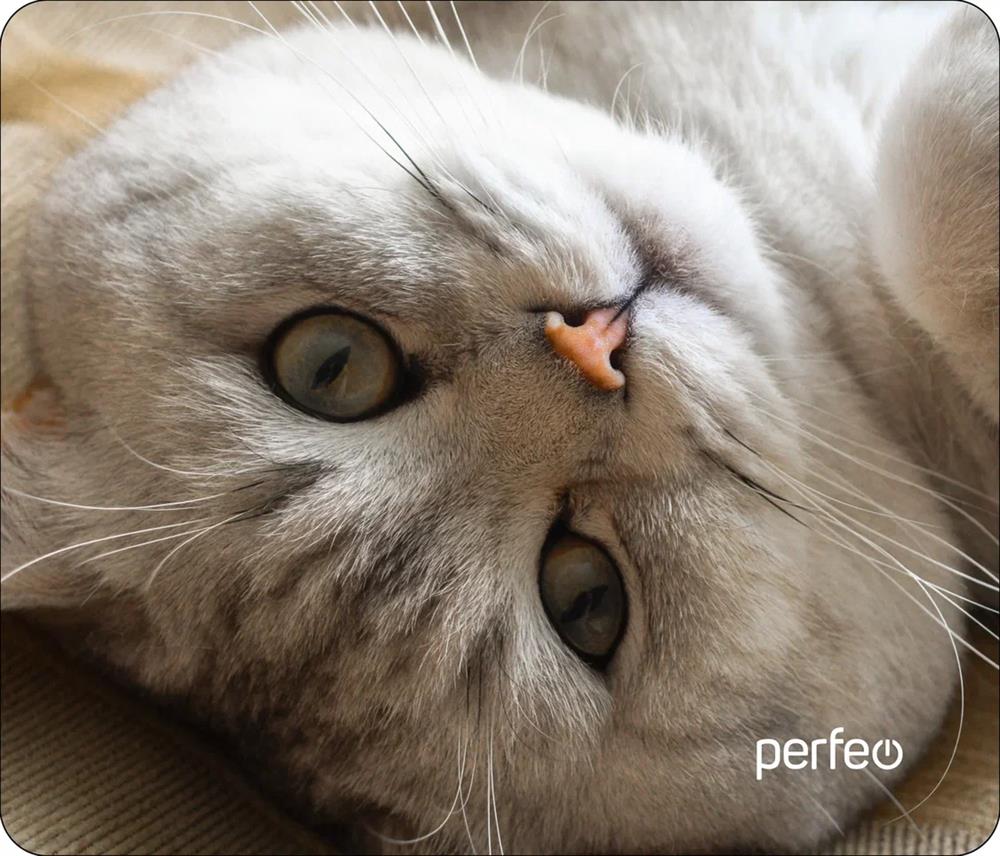 ������ ��� ���� PERFEO (PF_D0654) "Cat"